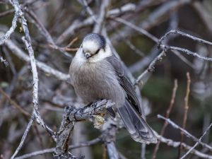 Lorne Gunter: Canada jay a better choice for national bird than the messy, miserable Canada goose It hatches its eggs at -25C; survives cold, dark months by sticking excess food collected during summer on the underside of tree branches using its own saliva and doesn’t even fly south for winter.