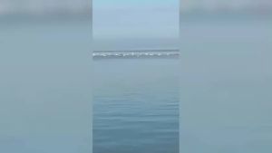 Nuovo avvistamento in mare: ecco i delfini al largo di Muggia