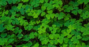 Creating Our Own Luck: 4 Ideas for Taking Decisive Action