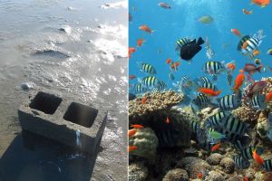 Scientists left cinderblocks in a barren part of the sea. 3 months later they were ecstatic.