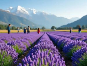 UPSC, Cricket, Lavender and AI: The Transformation in J&K