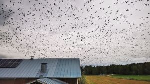 Politiikka | Lukijalta: Suojametsästys keinoksi vähentää valkoposkihanhi- ja merimetsovahinkoja