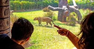 When fat cats get favoured over big cats