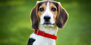 Dogs can overdose too: Naloxone training can save pets’ lives as well as humans