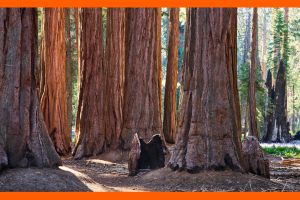 Researchers dug beneath a 2,400-year-old tree and were shocked by the treasures they found