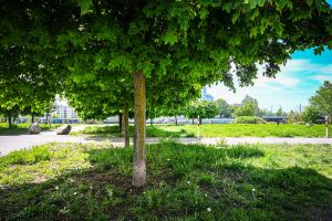 Der schöne Sch-Laut