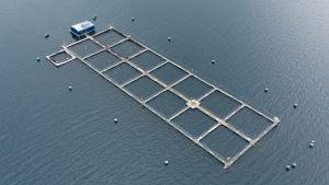 Cambio de norma permite intensificar la producción en 55 centros salmoneros a pedido de 3 empresas