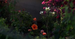 How to Prepare Your Garden for Summer Before the Heat Sets In