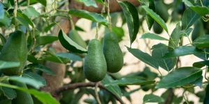 Επιµένει η Περιφέρεια ...