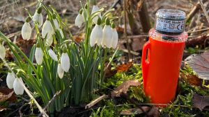 Har du fundet en dims i naturen? Så vil ejerne gerne have den tilbage