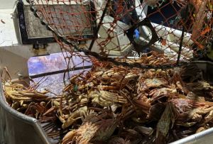 Snekrabben – en mulighet for bosetting og verdiskaping i Finnmark