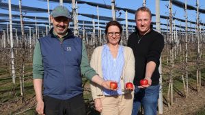 Neu auf dem Markt: Ist der Mammut vom Bodensee der Apfel der Zukunft?