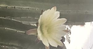 Narcissistic Isolation: Echo’s Desire