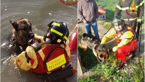 Cane cade in un canale irriguo a Medolla (Modena): salvato dai vigili del fuoco