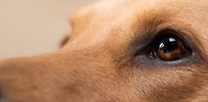 Can animals sense earthquakes?