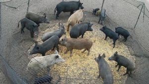 Trampas gigantes, disparos nocturnos y anestesia: así intensifica Collserola la captura de jabalíes