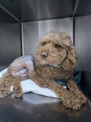 Family fundraises for poodles badly hurt in Iranian missile attack