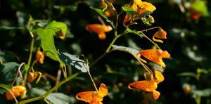 How plant populations keep a genetic memory of the past