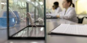 Can ‘mini brains’ replace lab animals? Organoids are changing how scientists study disease