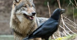 Corvos e lobos: uma parceria milenar com um lado surpreendente
