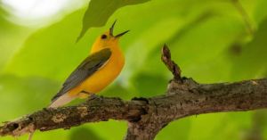 Music Provides Great Value to the Brain