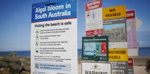 Can brevetoxins from algal blooms make me sick? A toxicologist explains