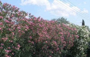 Πικροδάφνη: μεταξύ επιστήμης, περιβάλλοντος και υπερβολής