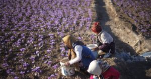 La guerra in tavola. Il conflitto ferma anche l'export di zafferano iraniano