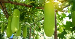 Easy Tips to Grow Bottle Gourd in Your Garden or Balcony This Summer