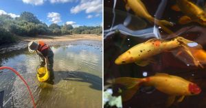 Killer carp have been spotted back at popular Moushold Heath pond