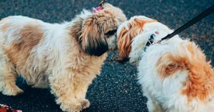 Can Dogs Smell the Emotions of Other Dogs?