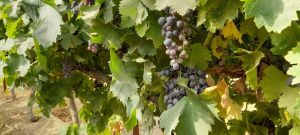 The contribution of Israel’s olives and grapes