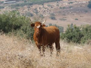 Foot-and-mouth disease outbreak closes two nature reserves to public