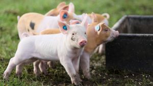 Kristeligt Dagblad mener: Tidens alvor forsvinder i grisedebat. Køb noget dyrere valgflæsk