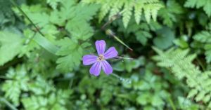 What Gossip and Small Talk Means for the Neurodiverse