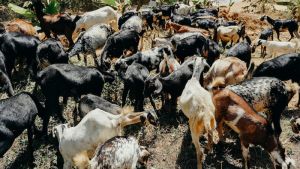 Hyperinflating The Goat – OpEd