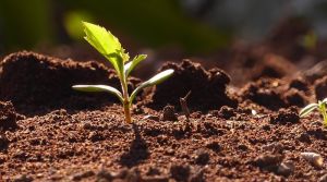 What The World Can Learn From Asia’s Flourishing Seed Sector – OpEd