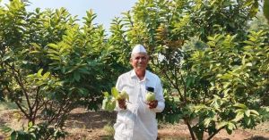 How a Chance Guava Seedling Found in Pune in 1924 Grew Into India’s 56-kg-Per-Tree Wonder