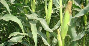 How Farmers Can Grow Maize Successfully in the Spring Season