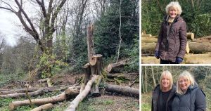 Outrage at council's felling of trees in city's ancient woodland