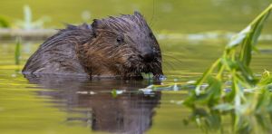 Beavers can turn streams into carbon stores – we measured how much