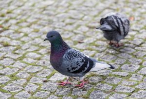 Gefieder verklebt: Peta stellt Strafanzeige wegen Taubenabwehrpaste