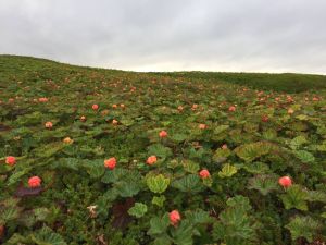 Meahcci og utmark – to ulike begreper som ikke lar seg forenes