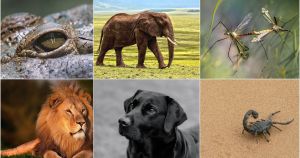 FOTO Najopasnije životinje na svijetu: Najopakija je odgovorna za smrt čak 750.000 ljudi godišnje