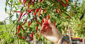 Just a Pot & Sunlight: A Simple Guide to Growing Chillies at Home