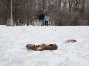 Dog owners should be ashamed of their winter laziness | Opinion