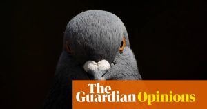 I thought my pigeon curse was lifting. Then it took a darker turn