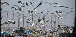 How birds are spreading plastic pollution