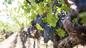 Il Consorzio Vino Chianti a Vinitaly China tra degustazioni e masterclass