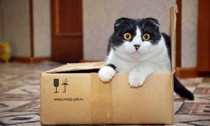 Uprava priporoča: odločite se za posvojitev mačke, ne nakup